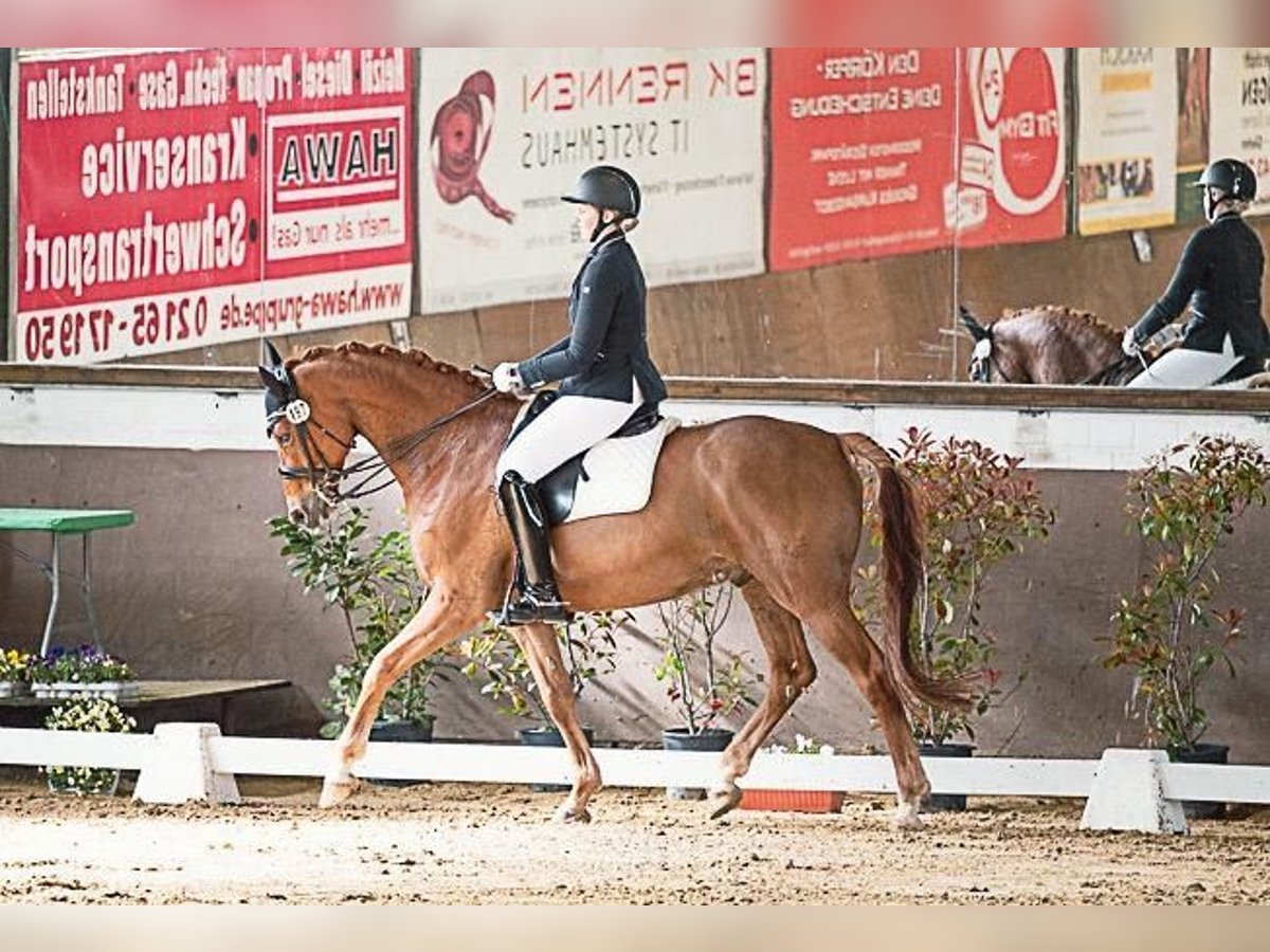 Rheinländer Wallach 11 Jahre 172 cm Fuchs in Grevenbroich