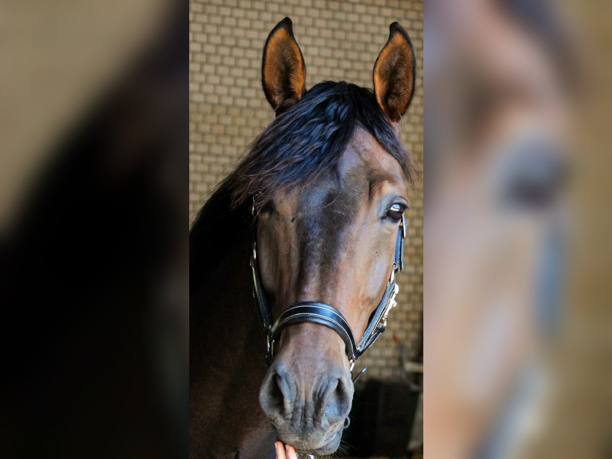 Rheinländer Wallach 11 Jahre 175 cm Brauner in Kempen