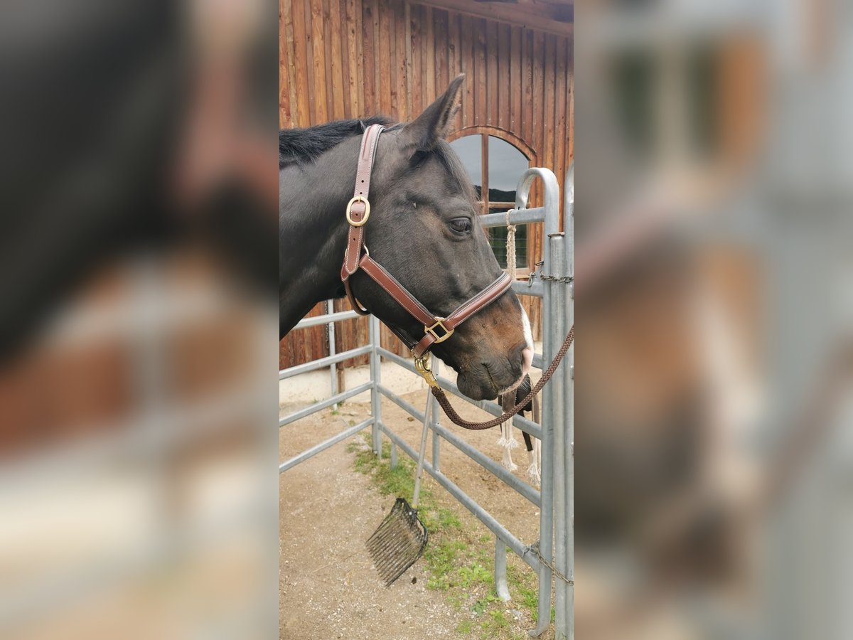 Rheinländer Wallach 12 Jahre 162 cm Dunkelbrauner in Nu&#xDF;dorf am Haunsberg