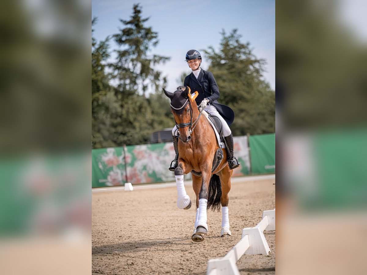 Rheinländer Wallach 12 Jahre 175 cm Brauner in Sandhausen