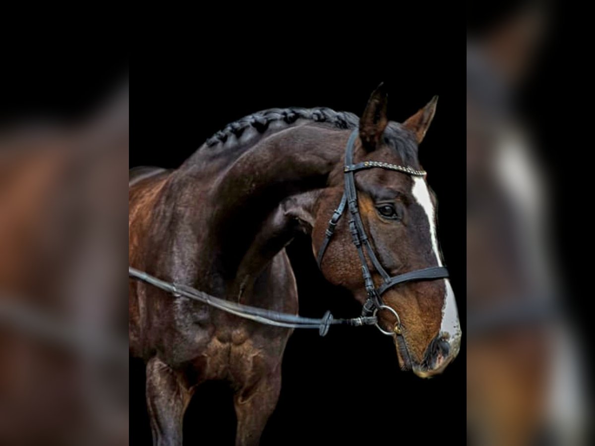 Rheinländer Wallach 12 Jahre 180 cm Brauner in Gelsenkirchen