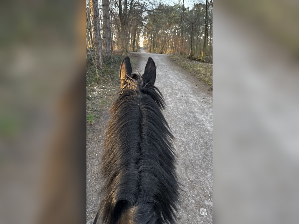 Rheinländer Wallach 12 Jahre 180 cm Rappe in Waldenbuch Rheinländer Wallach 12 Jahre 180 cm Rappe in Waldenbuch