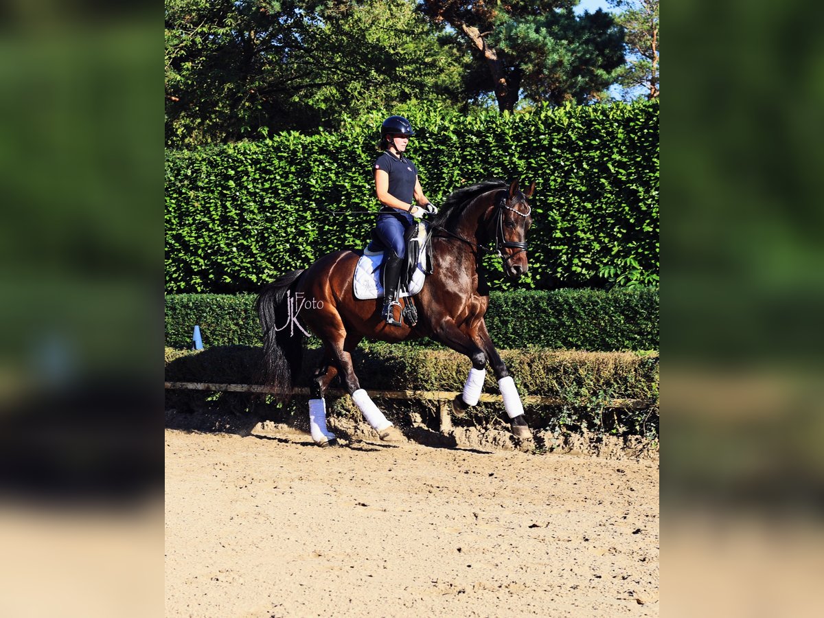 Rheinländer Wallach 13 Jahre 160 cm Schwarzbrauner in Kempen