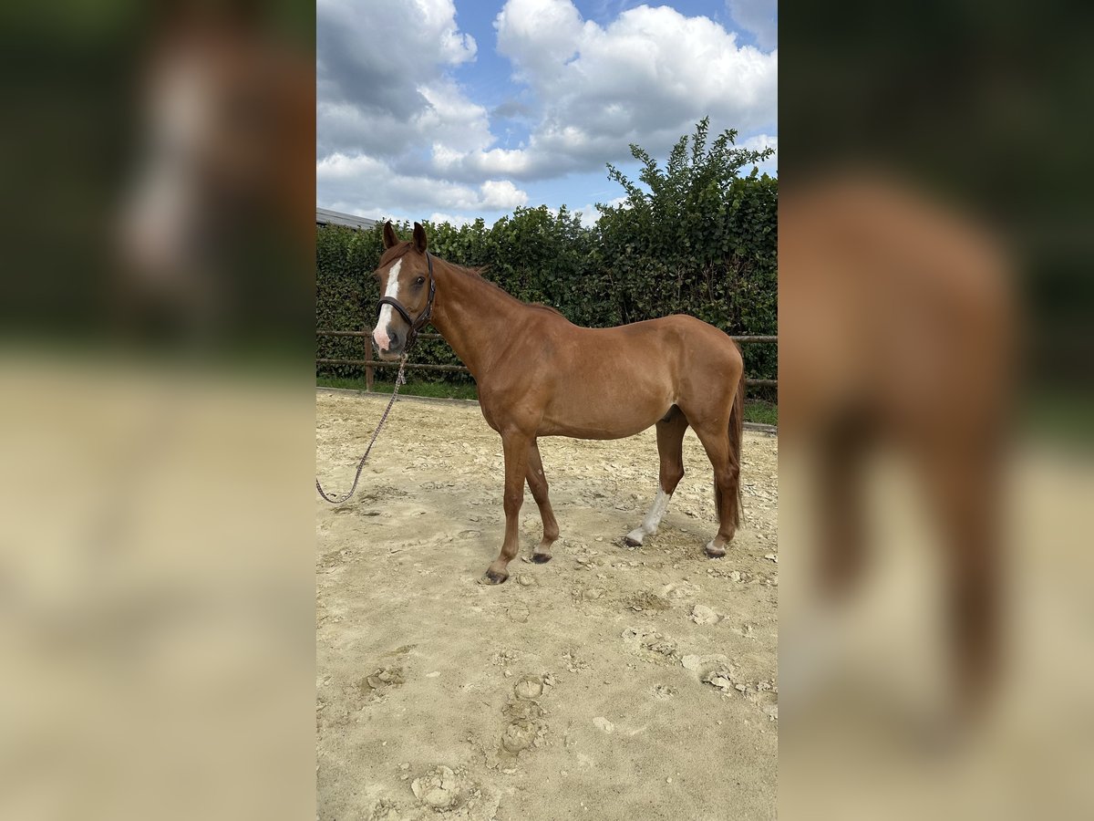 Rheinländer Wallach 13 Jahre 165 cm Dunkelfuchs in Wesel