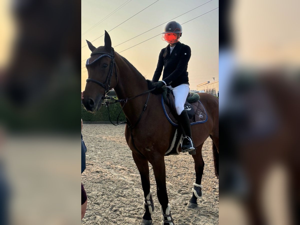 Rheinländer Wallach 13 Jahre 170 cm Brauner in Gattinara