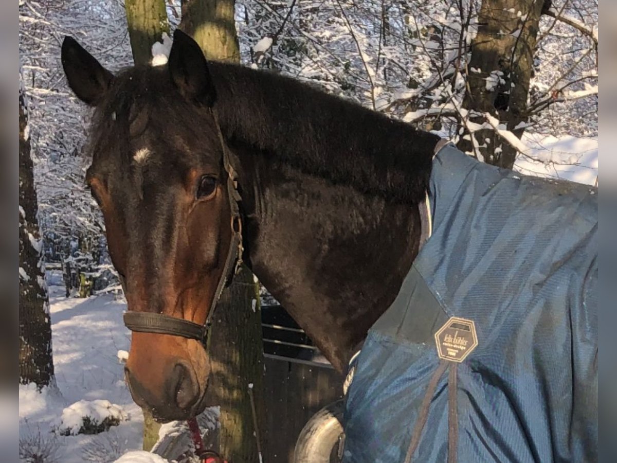 Rheinländer Wallach 13 Jahre 170 cm Dunkelbrauner in Köln