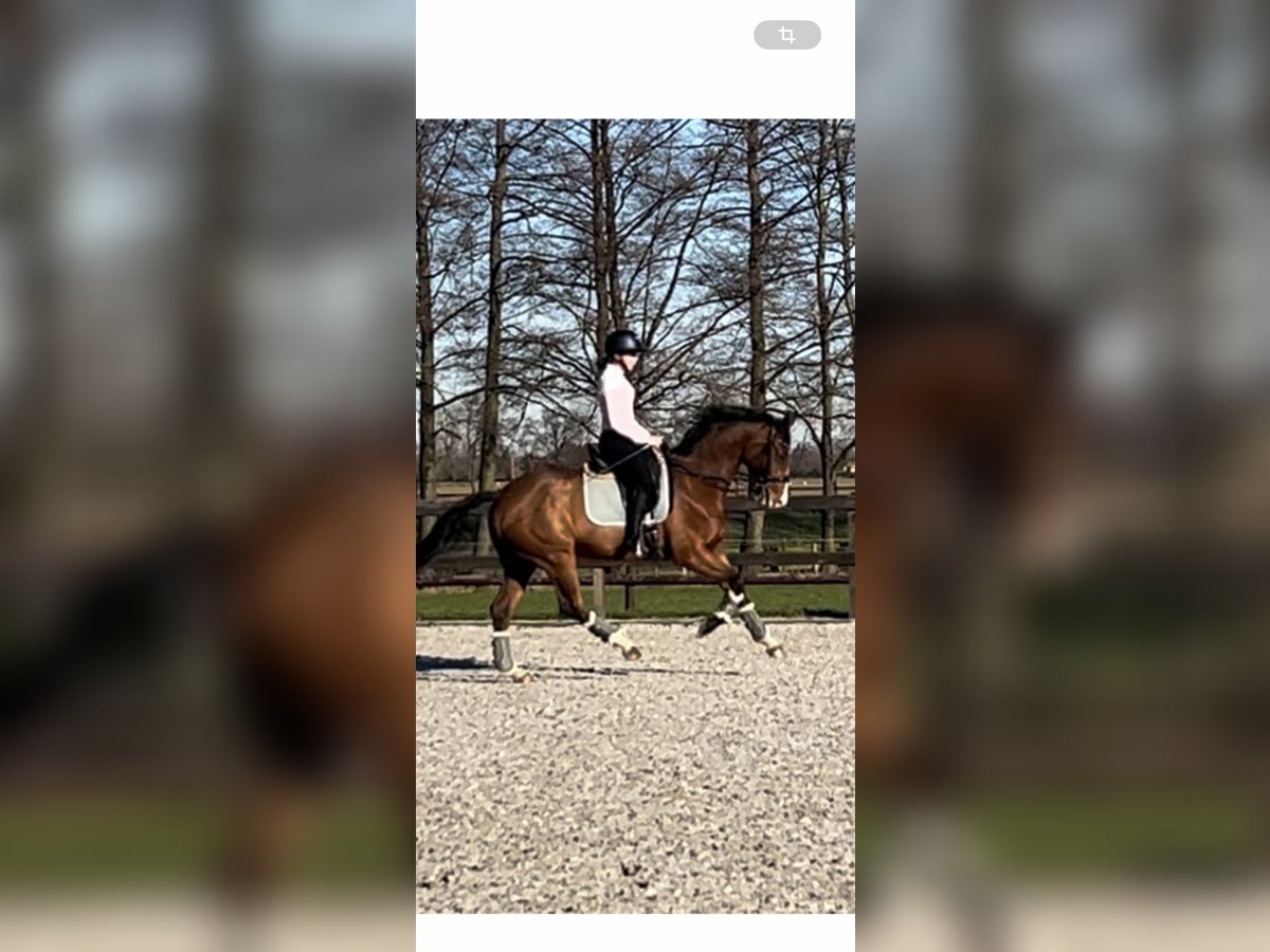 Rheinländer Wallach 14 Jahre 165 cm Brauner in Hamminkelneln