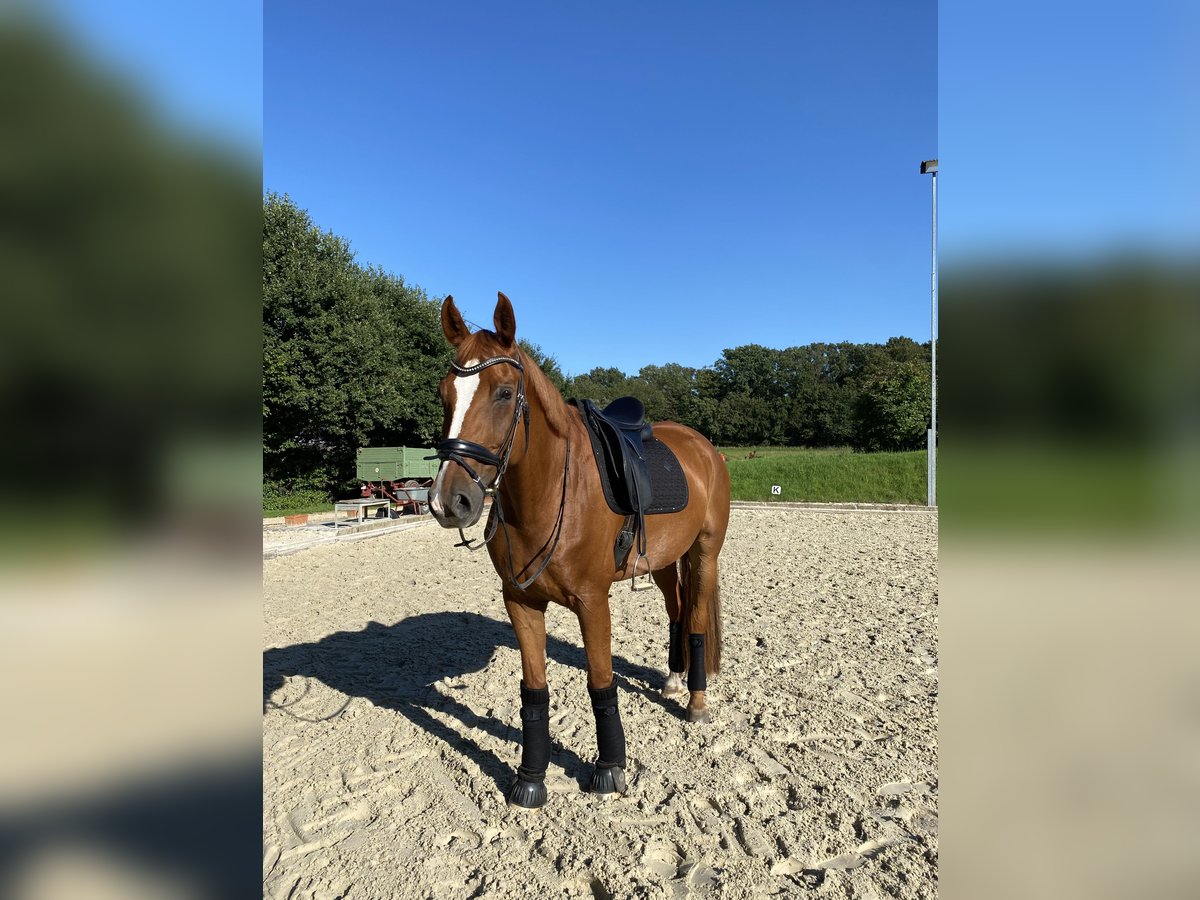 Rheinländer Wallach 14 Jahre 171 cm Fuchs in Viersen