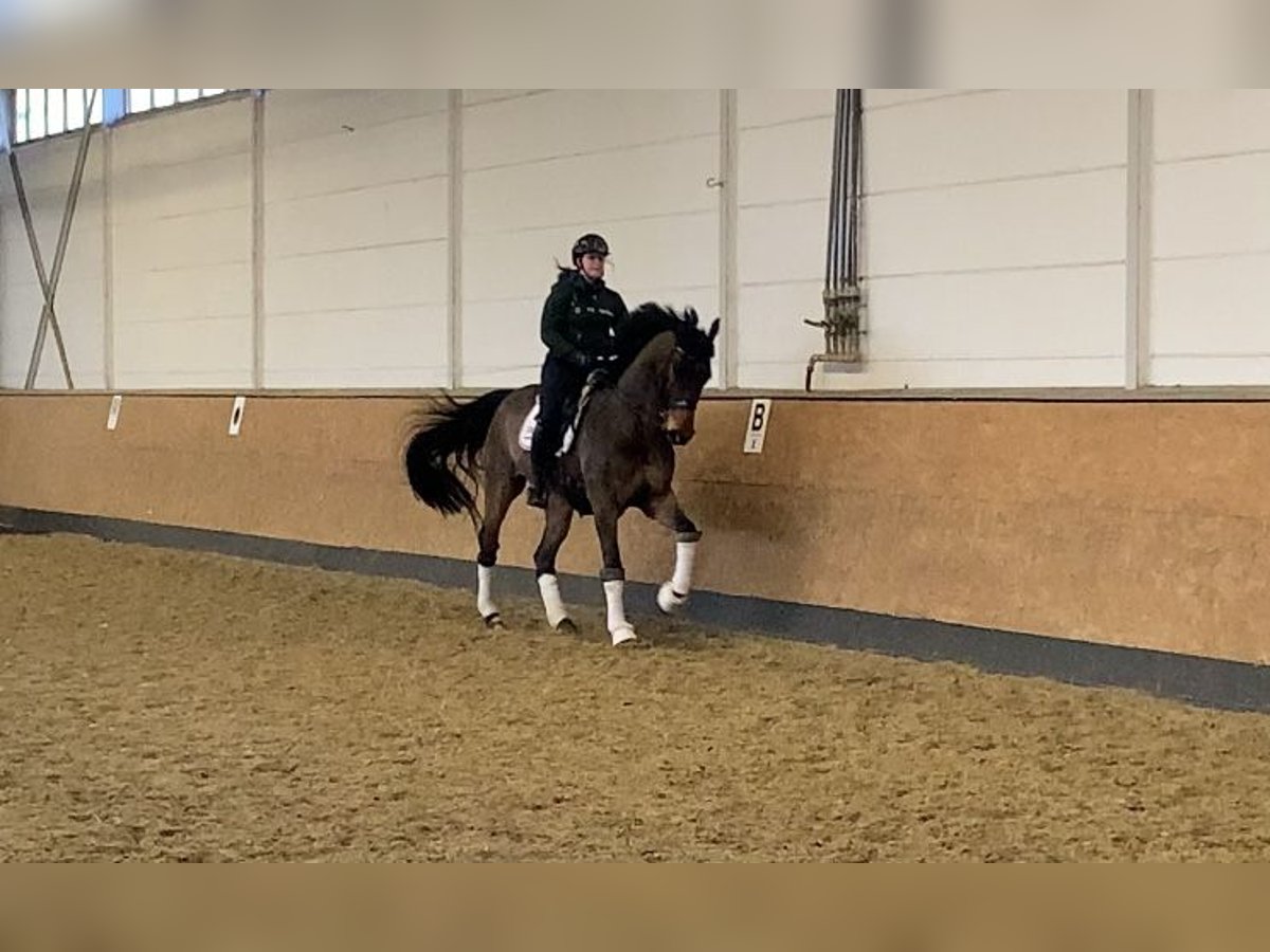 Rheinländer Wallach 14 Jahre 173 cm Brauner in Goch