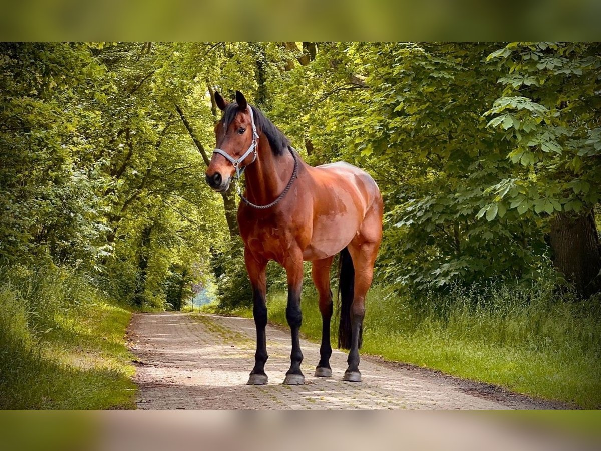 Rheinländer Wallach 14 Jahre 187 cm Brauner in Cuxhaven