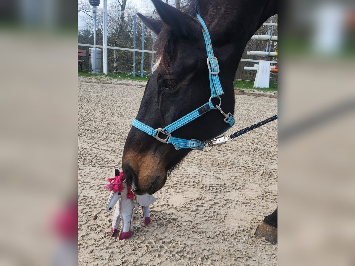 Rheinländer Wallach 15 Jahre 169 cm Dunkelbrauner in Ruppichteroth