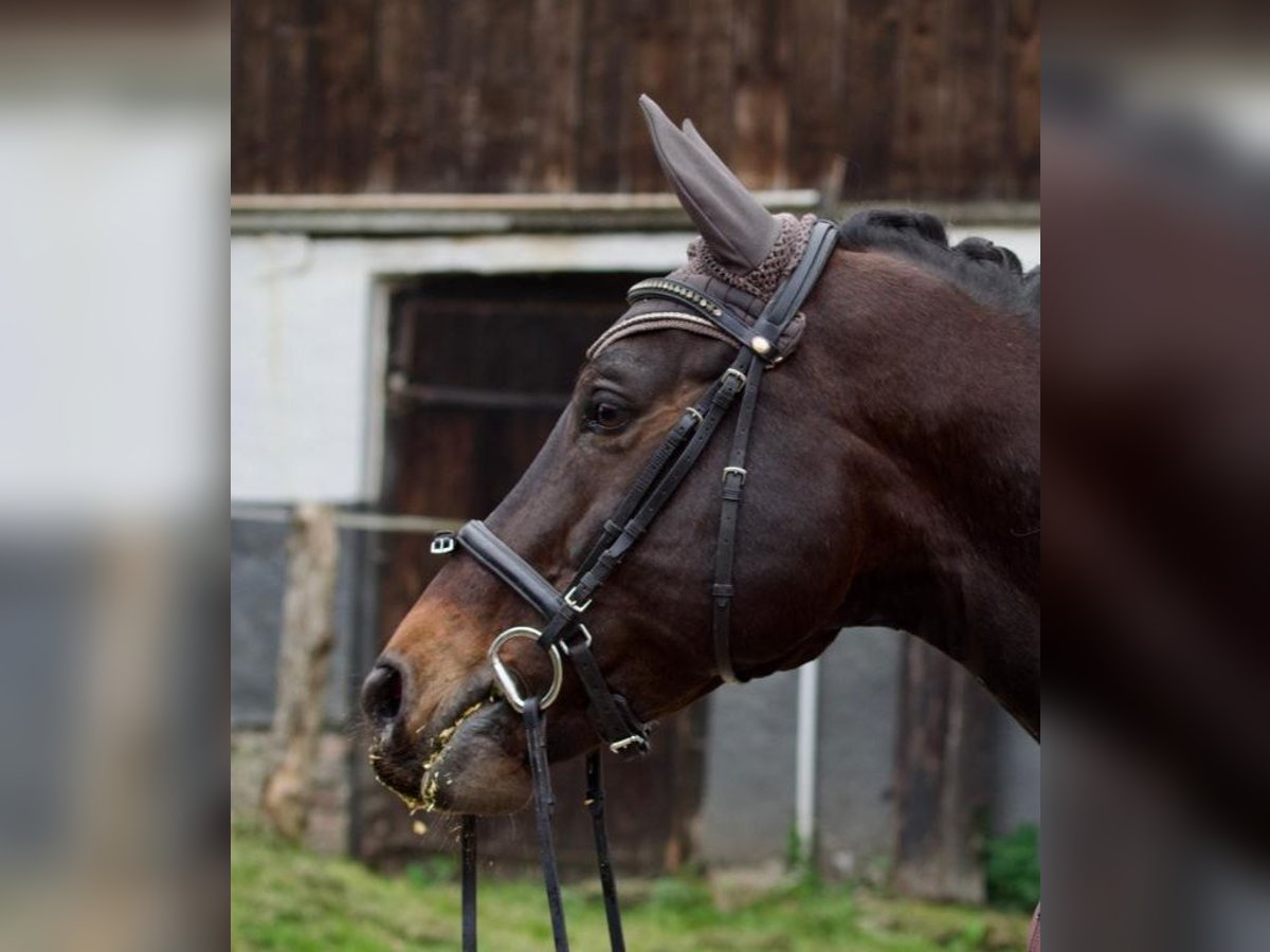 Rheinländer Wallach 15 Jahre 173 cm Dunkelbrauner in Hagen