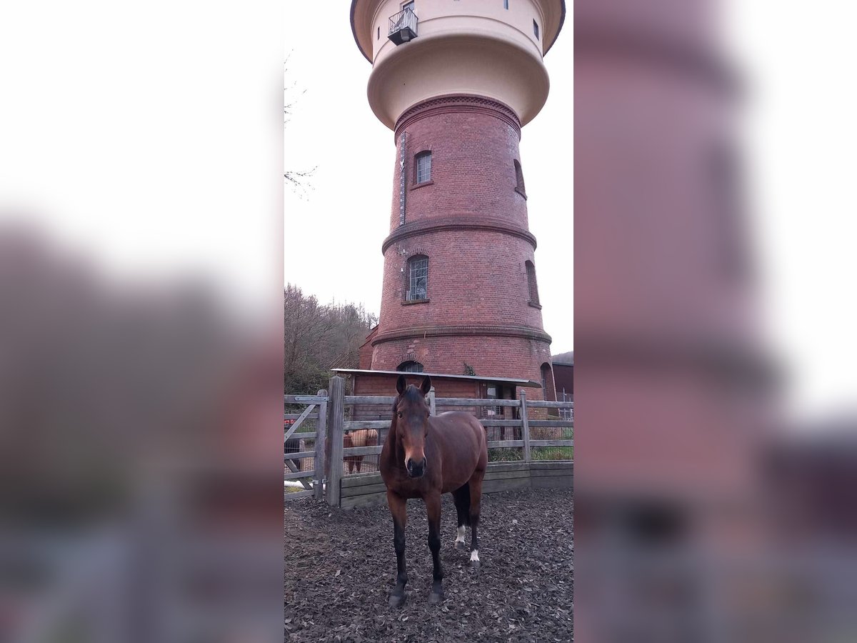 Rheinländer Wallach 16 Jahre 166 cm Dunkelbrauner in Dhronecken
