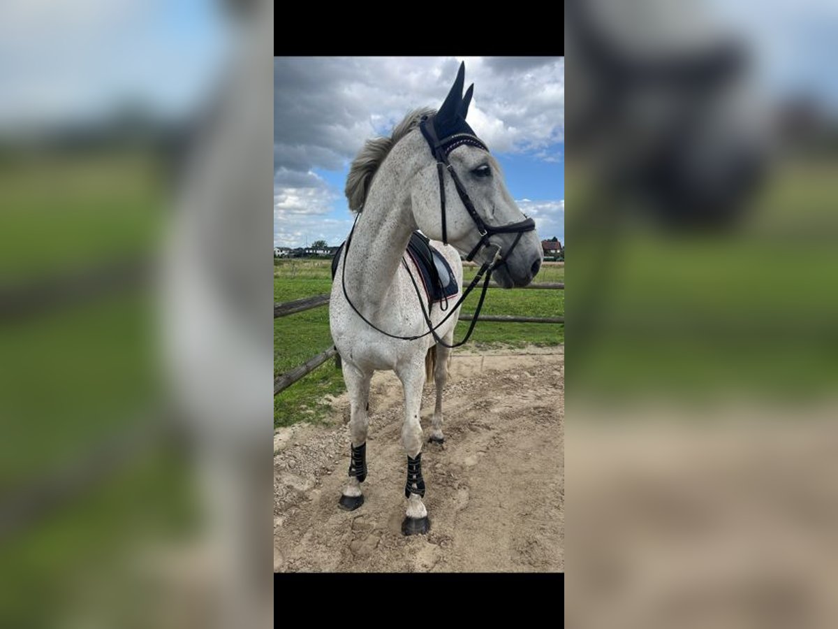 Rheinländer Wallach 16 Jahre 174 cm Schimmel in Ottersberg