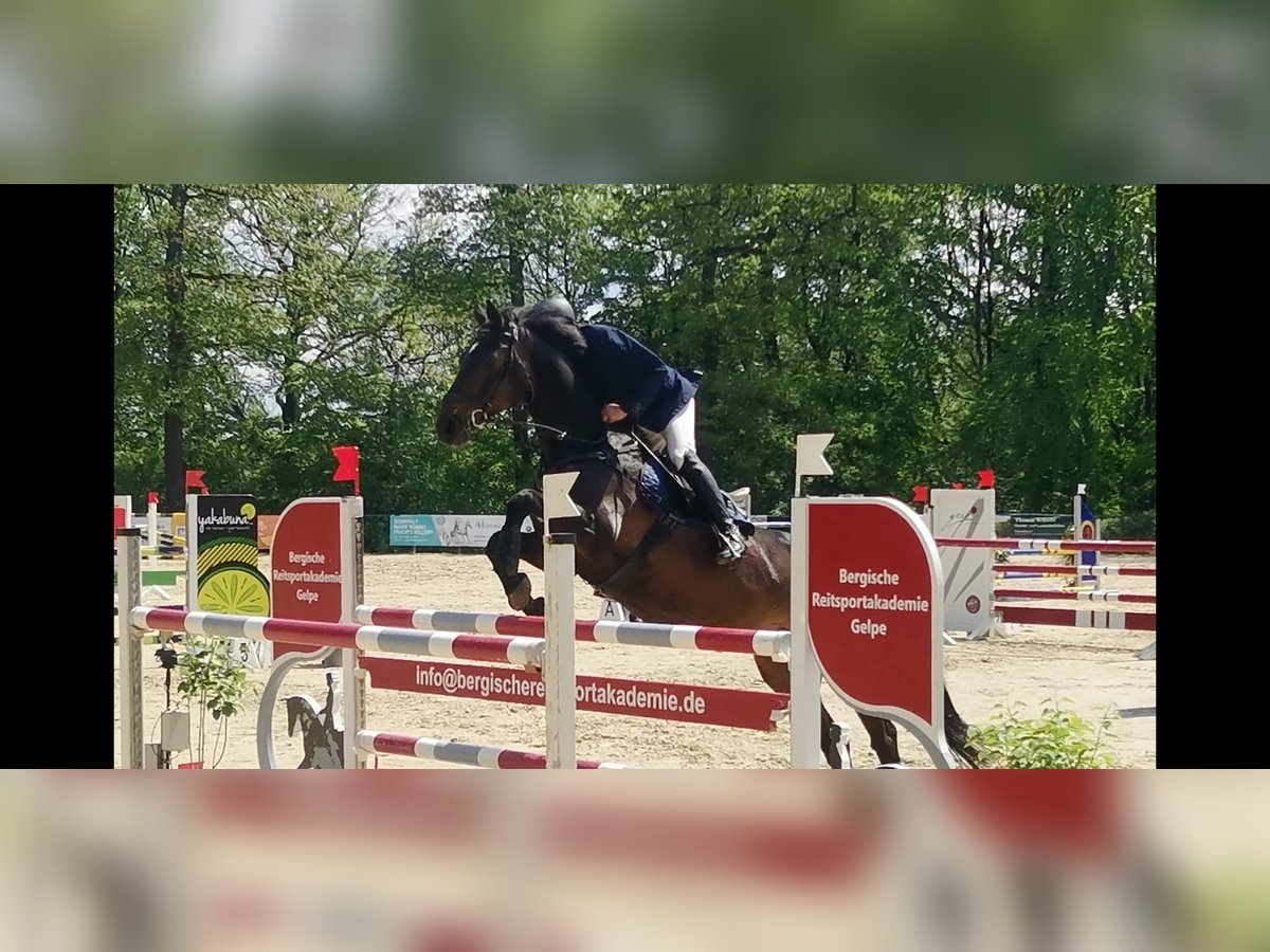 Rheinländer Wallach 17 Jahre 173 cm Schwarzbrauner in Essen