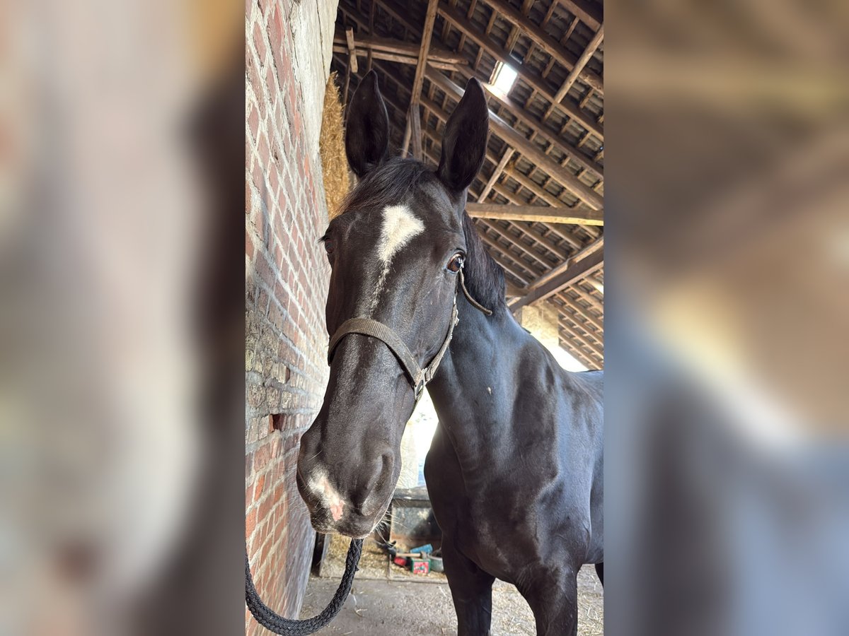 Rheinländer Wallach 17 Jahre 179 cm Schwarzbrauner in Hattingen