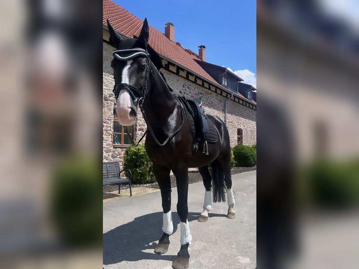 Rheinländer Wallach 19 Jahre 172 cm Rappe in ModautaL