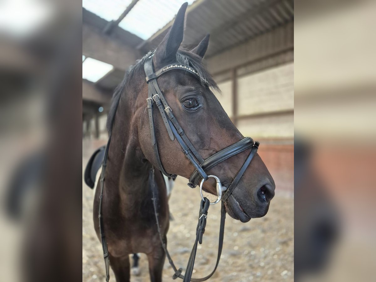 Rheinländer Wallach 20 Jahre 168 cm Dunkelbrauner in WegbergMerbeck