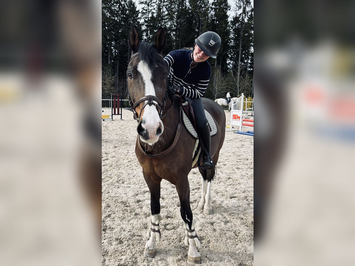 Rheinländer Wallach 21 Jahre 161 cm Brauner in Waldachtal