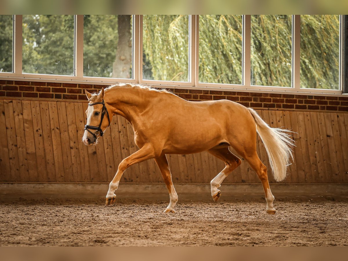 Rheinländer Wallach 3 Jahre 156 cm Palomino in Goch
