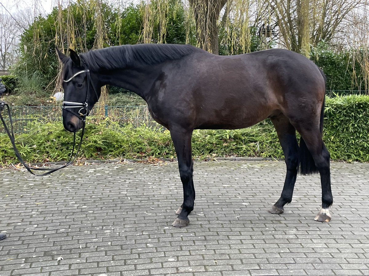 Rheinländer Wallach 3 Jahre 168 cm Schwarzbrauner in Coesfeld