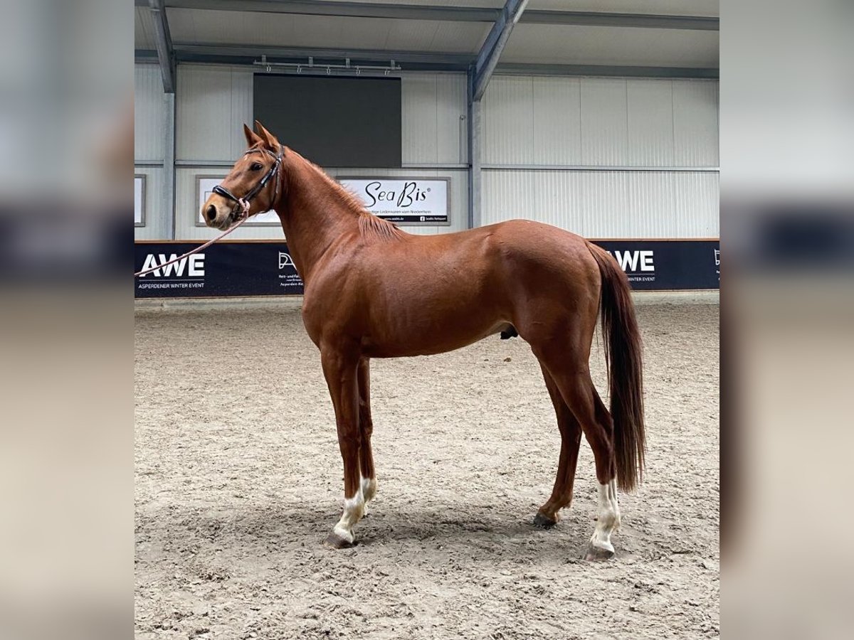 Rheinländer Wallach 3 Jahre 169 cm Fuchs in Wesel