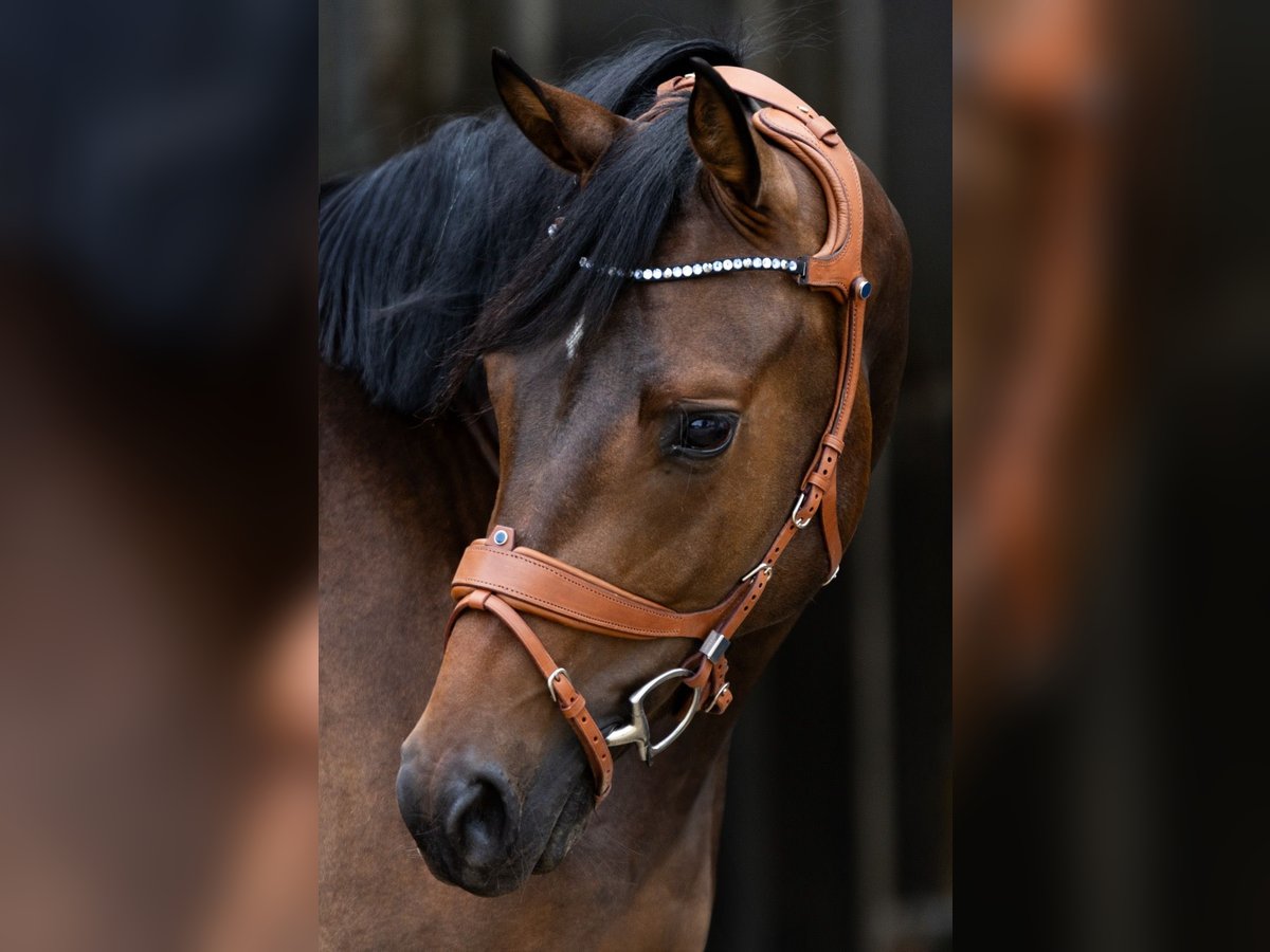 Rheinländer Wallach 5 Jahre 164 cm Brauner in Geldern