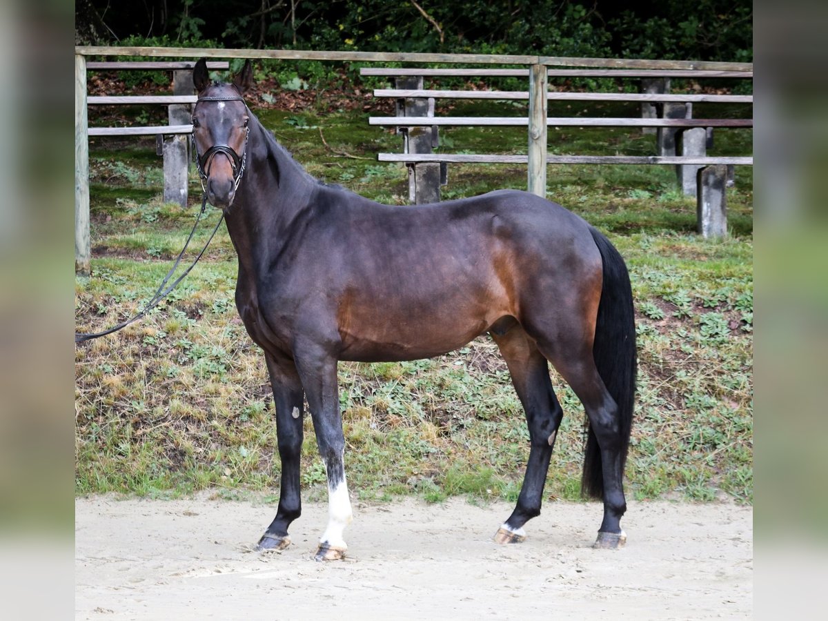 Rheinländer Wallach 5 Jahre 165 cm Schwarzbrauner in Wuppertal