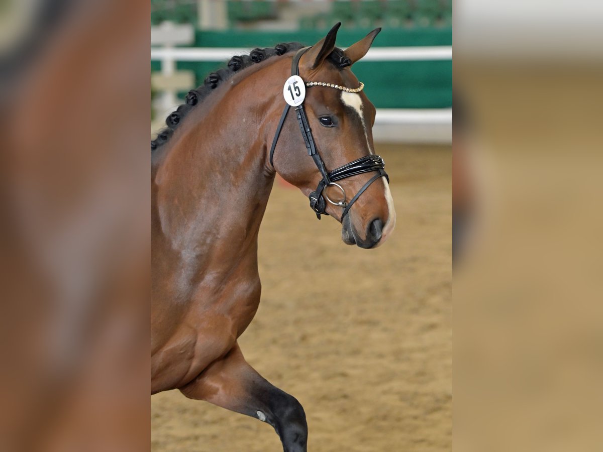 Rheinländer Wallach 5 Jahre 170 cm Brauner in Lindlar