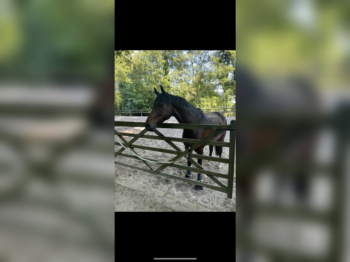 Rheinländer Wallach 7 Jahre 164 cm Dunkelbrauner in Meerbusch