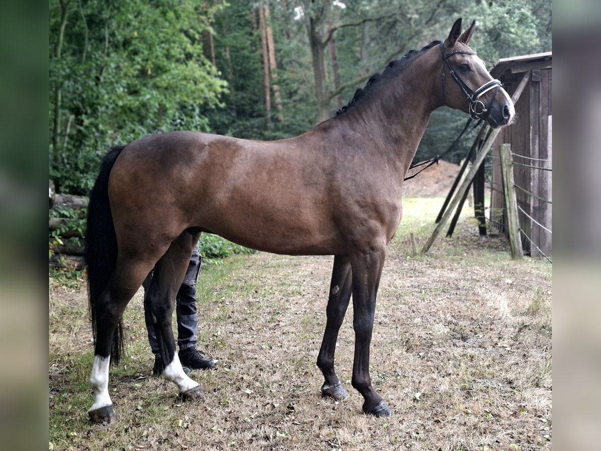 Rheinländer, Wallach in Barenburg