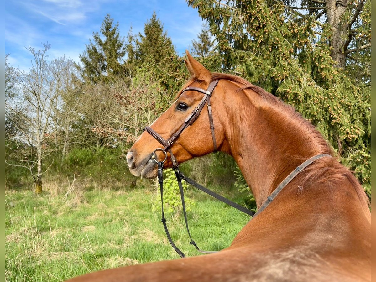 Rheinländer Wallach 8 Jahre 172 cm Fuchs in Schleiden