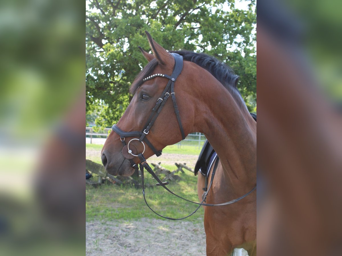 Rheinländer Wallach 8 Jahre 173 cm Dunkelbrauner in Berne