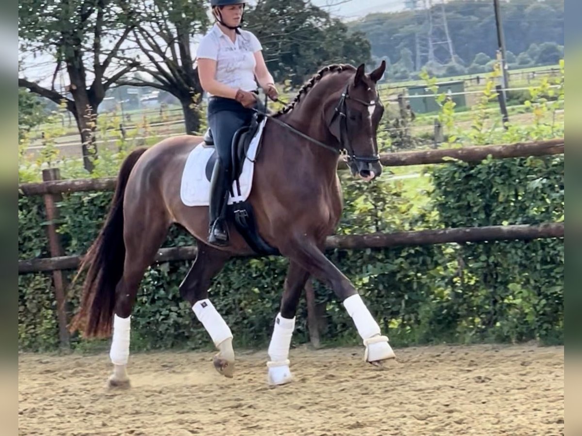 Rheinländer Wallach 8 Jahre 176 cm Dunkelfuchs in Hamminkeln