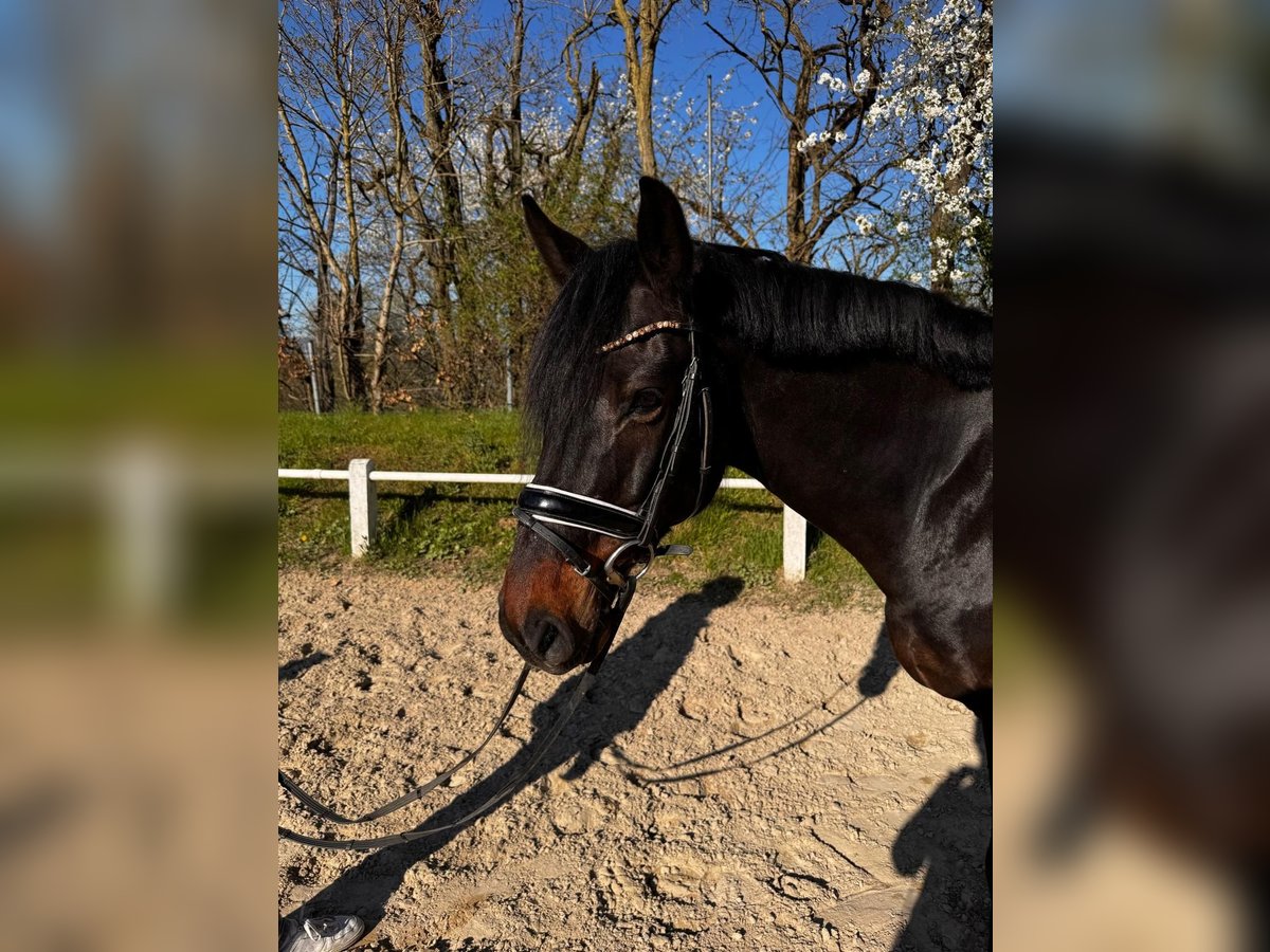 Rheinländer Wallach 9 Jahre 165 cm Dunkelbrauner in Goldbach