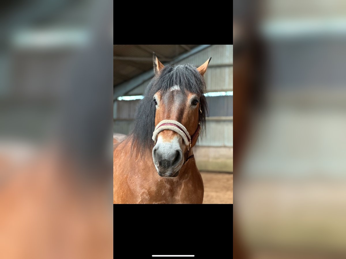 Rhenisch-German Heavy Draft Gelding 10 years 16 hh Brown in Wewelsfleth