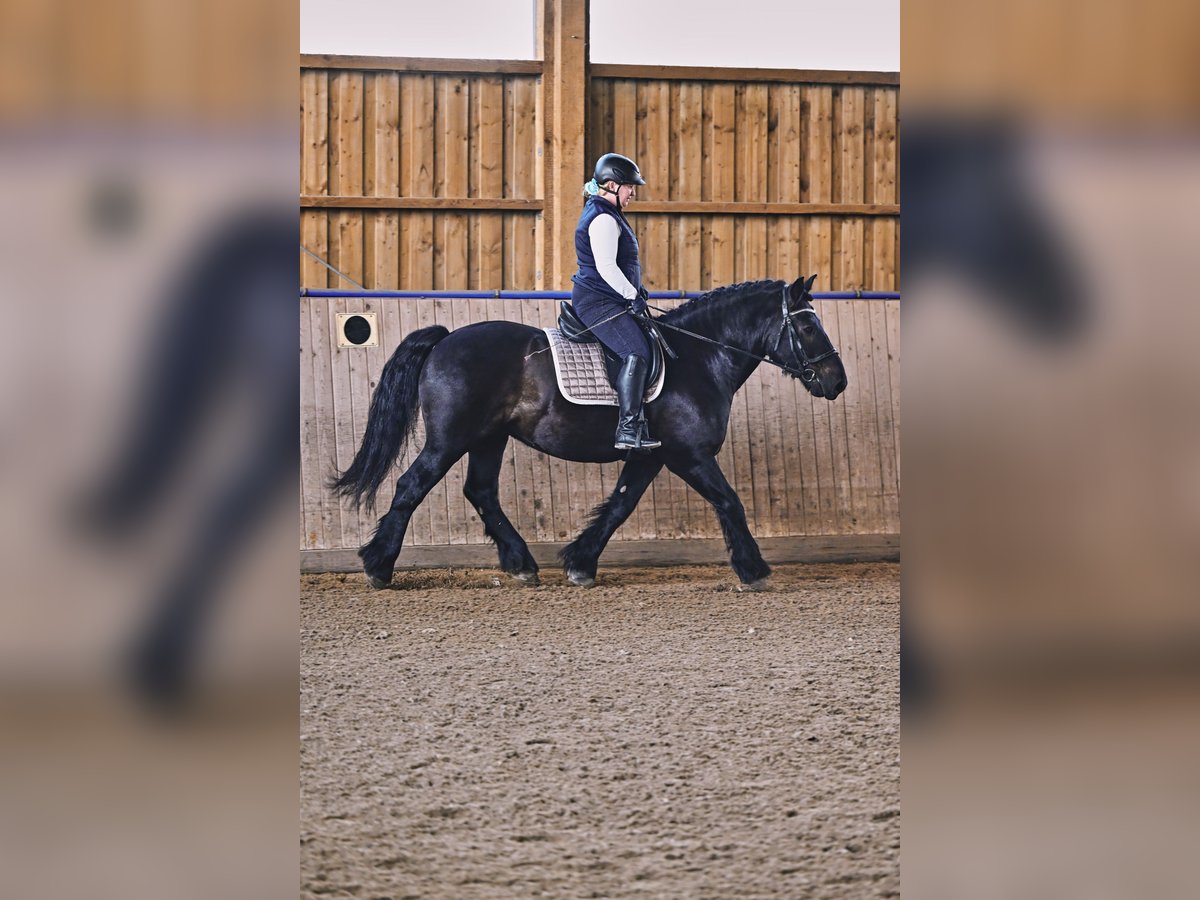 Rhenisch-German Heavy Draft Gelding 12 years 15,1 hh Black in Schönwalde