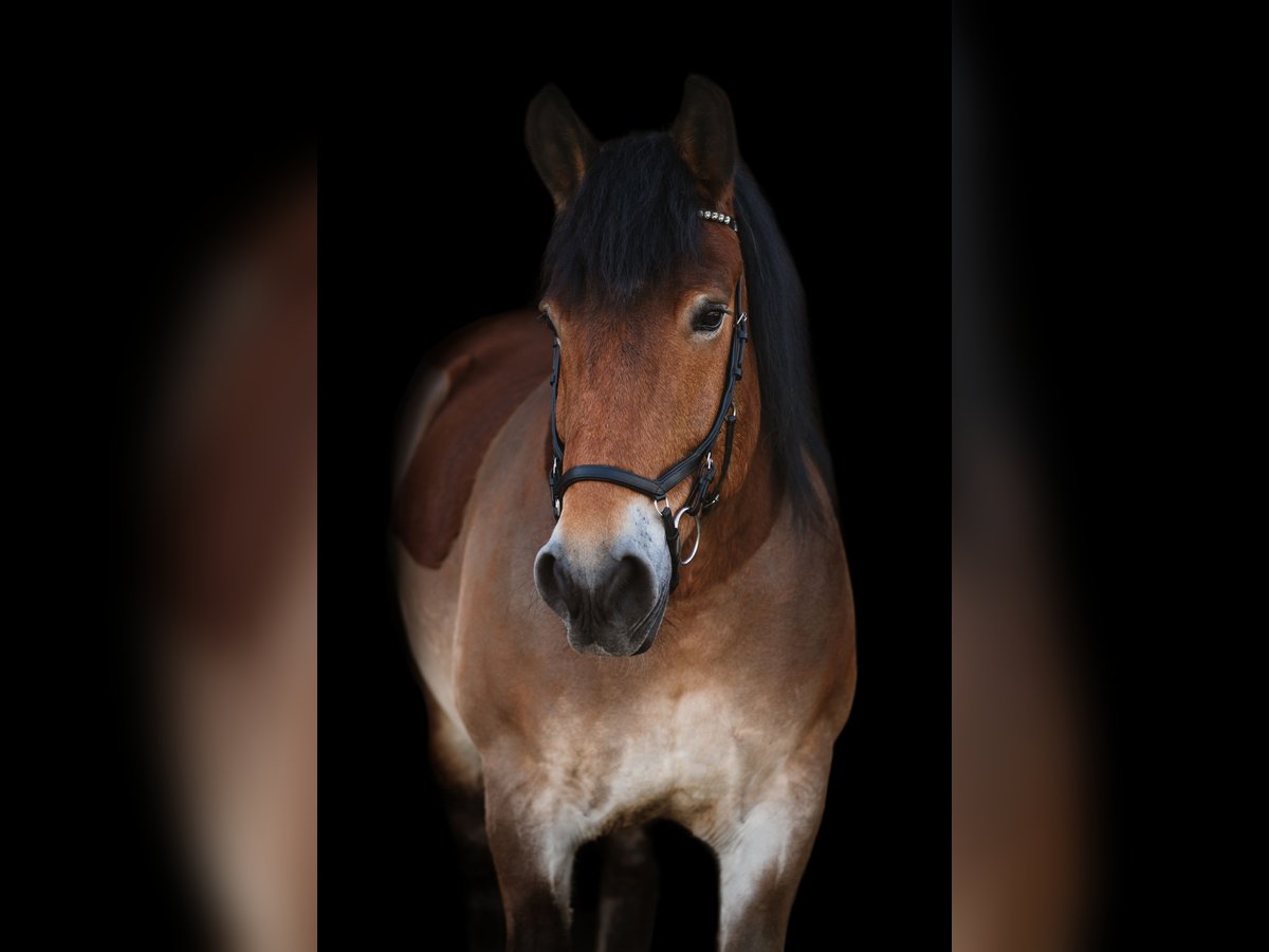 Rhenisch-German Heavy Draft Gelding 14 years 16,1 hh Brown in Haltern am See