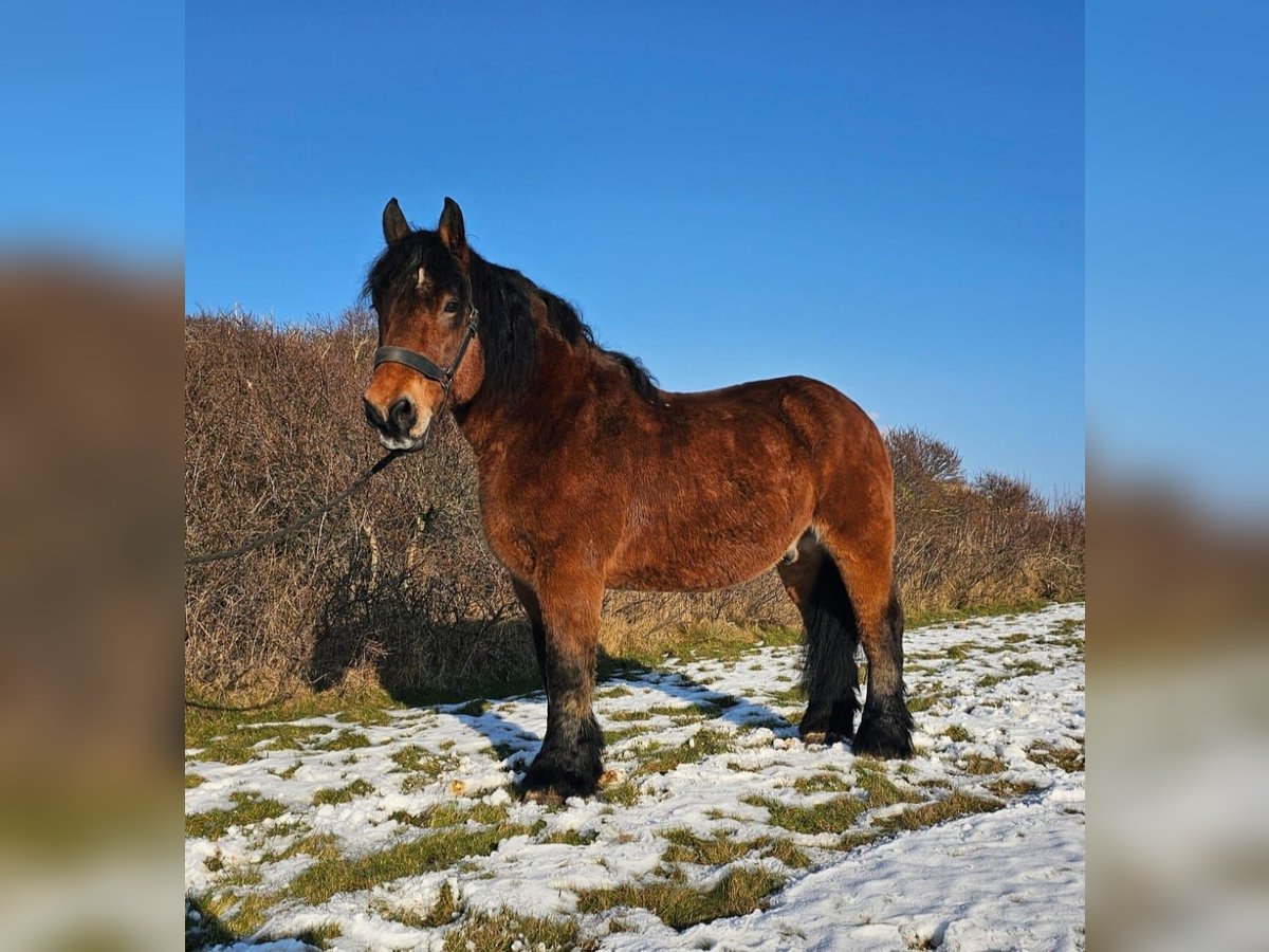 Rhenisch-German Heavy Draft Gelding 14 years Brown in Juist