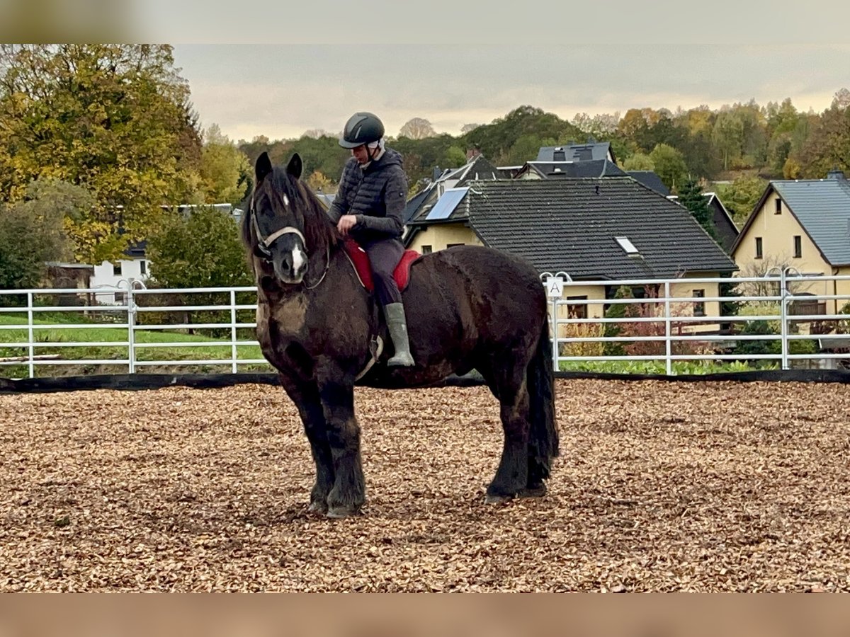 Rhenisch-German Heavy Draft Gelding 16 years 16,2 hh Black in Zschorlau Rhenisch-German Heavy Draft Gelding 16 years 16,2 hh Black in Zschorlau