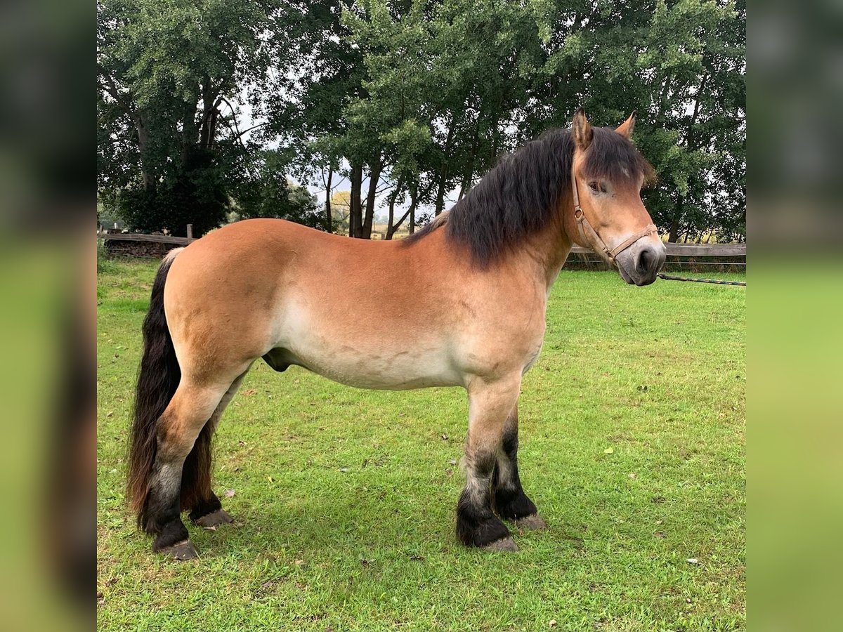 Rhenisch-German Heavy Draft Gelding 4 years 16 hh Brown in M&#xFC;nsterM&#xFC;nster