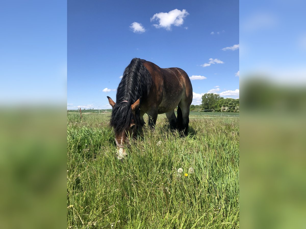 Rhenisch-German Heavy Draft Gelding 5 years 15,2 hh in Tottleben