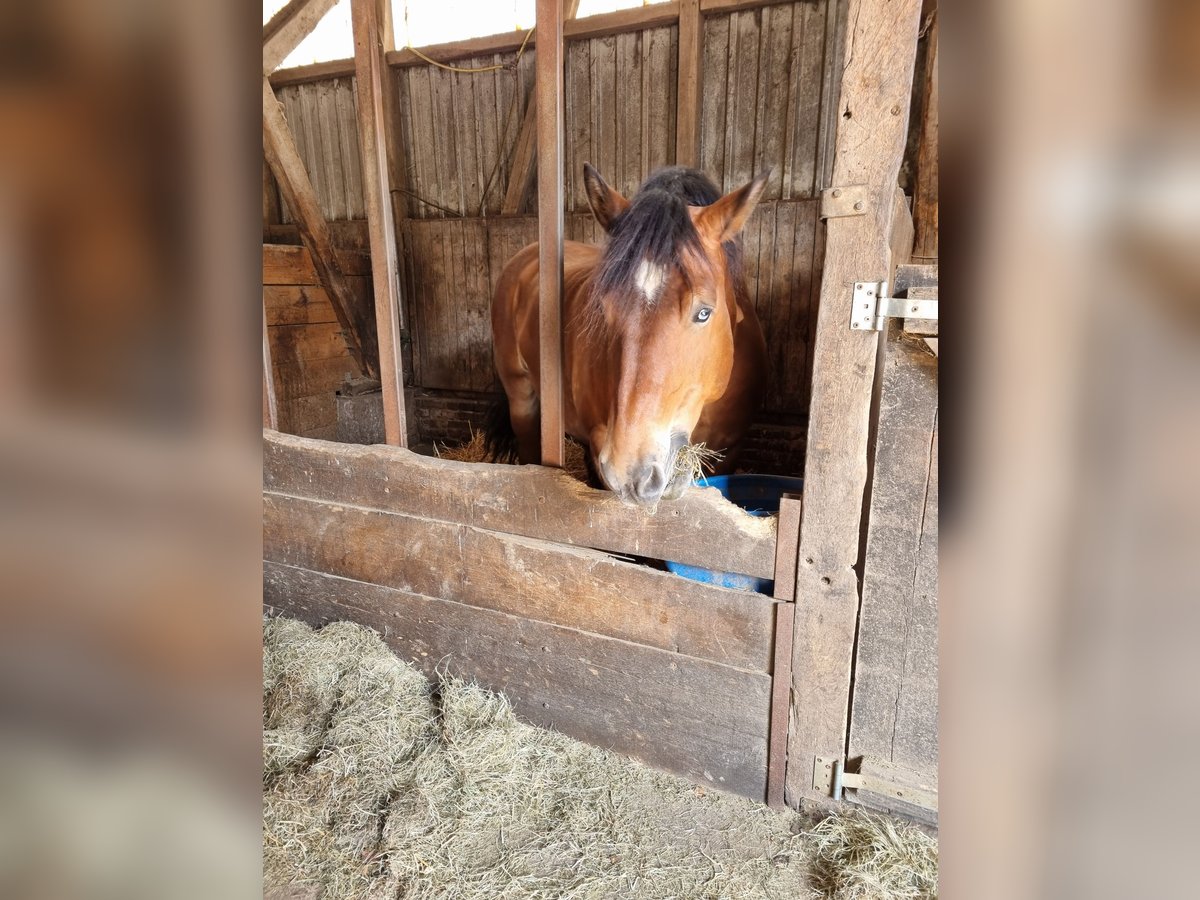 Rhenisch-German Heavy Draft Gelding 9 years 16 hh Brown in Kürten