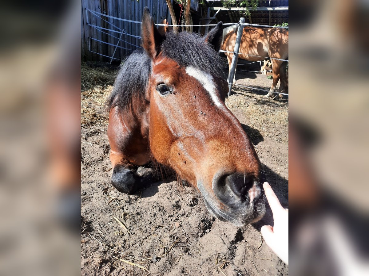 Rhenisch-German Heavy Draft Gelding 9 years 17 hh Brown in Bremerv&#xF6;rde