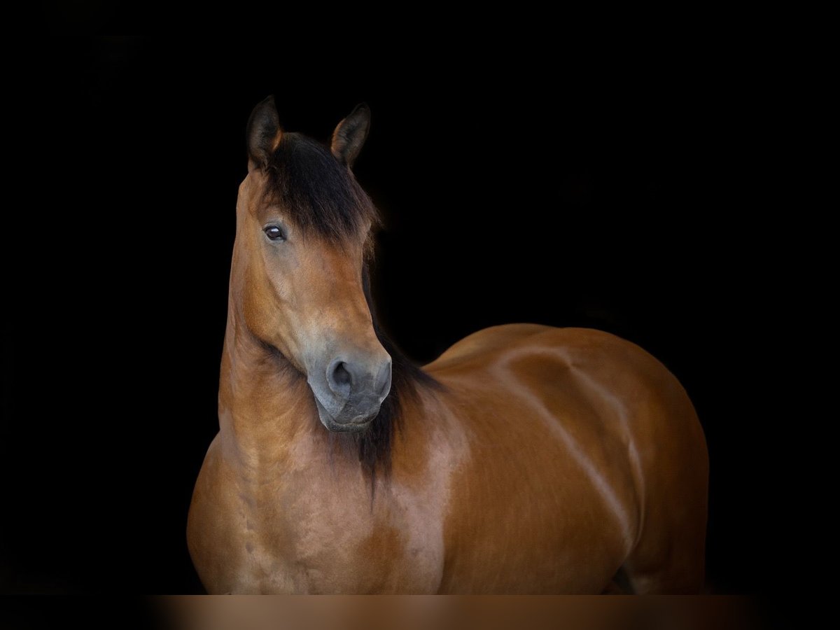 Rhenisch-German Heavy Draft Mix Mare 10 years 15,2 hh Brown in &#xDC;bach-Palenberg