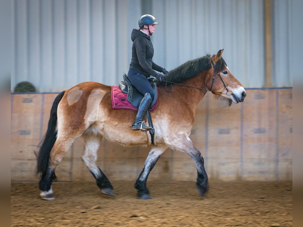 Rhenisch-German Heavy Draft Mare 13 years 15,2 hh Brown in Neustadt (Wied)