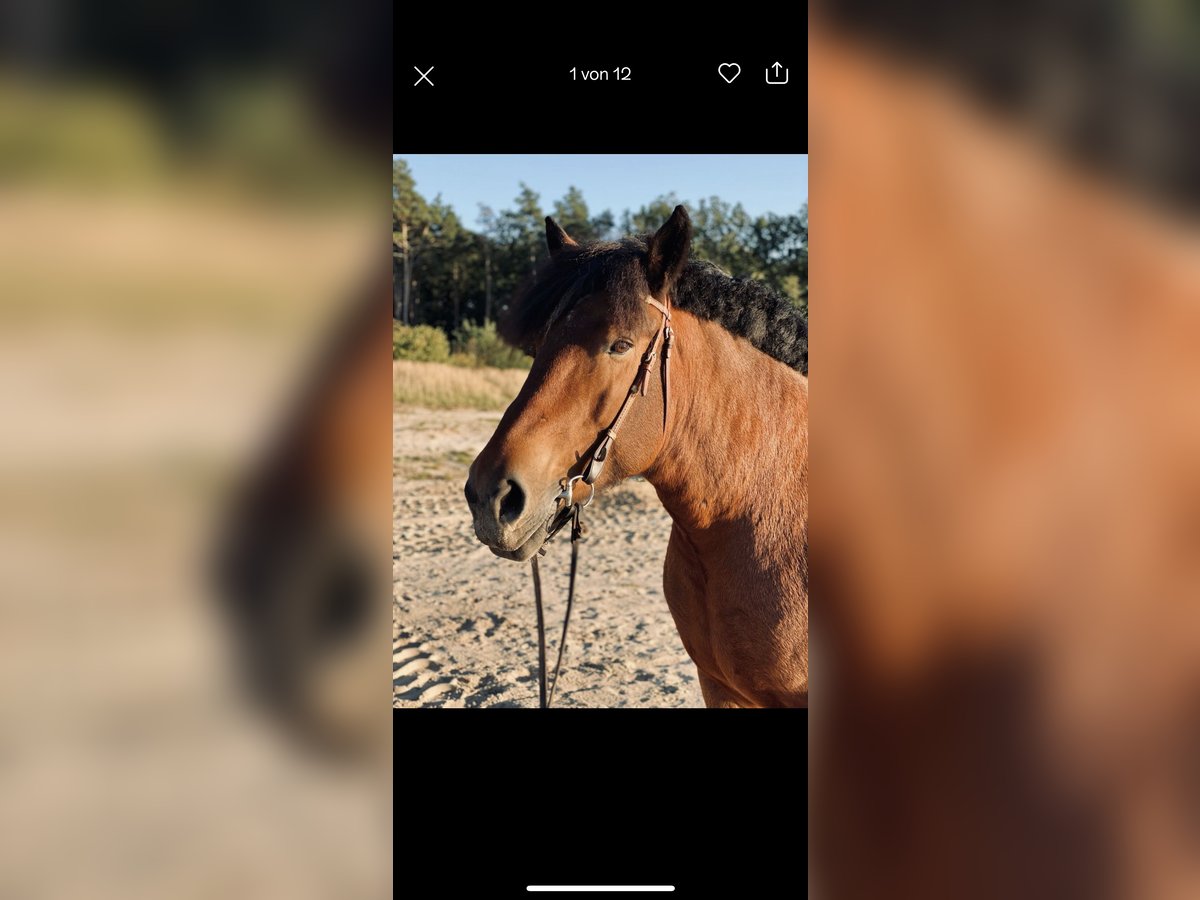 Rhenisch-German Heavy Draft Mare 14 years 16,2 hh Brown in Lehrte