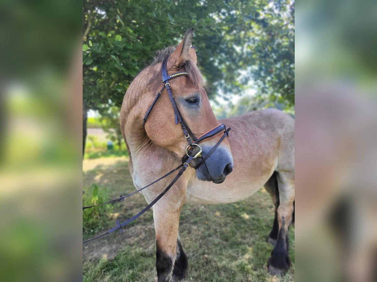 Rhenisch-German Heavy Draft Mare 16 years 15,2 hh Brown Falb mold in Nordkirchen