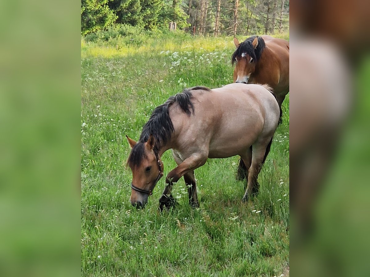 Rhenisch-German Heavy Draft Mare 3 years 15,1 hh Brown Falb mold in Cursdorf