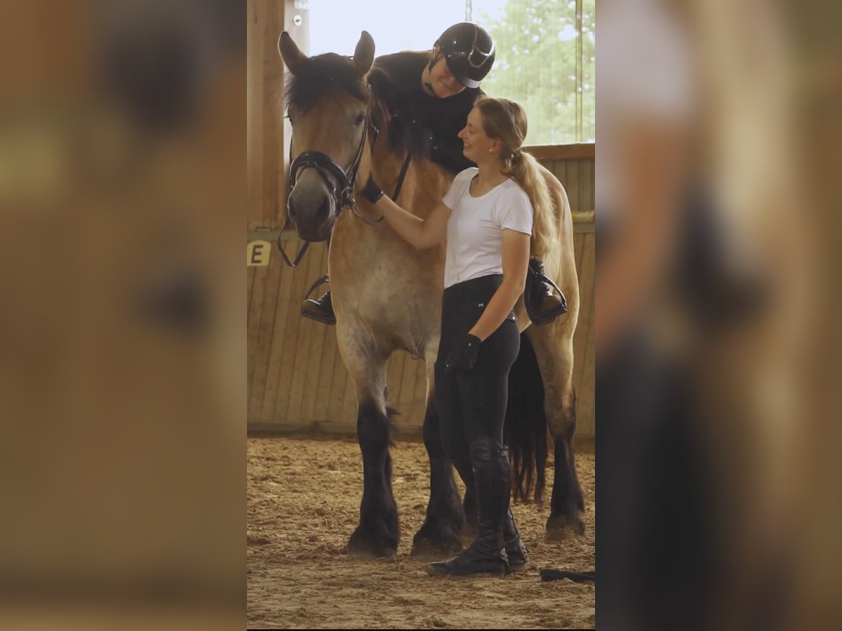 Rhenisch-German Heavy Draft Mare 4 years 16,1 hh Brown in Nettersheim